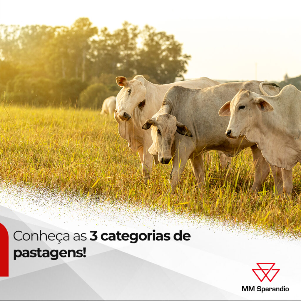 Conheça as 3 categorias de pastagens!